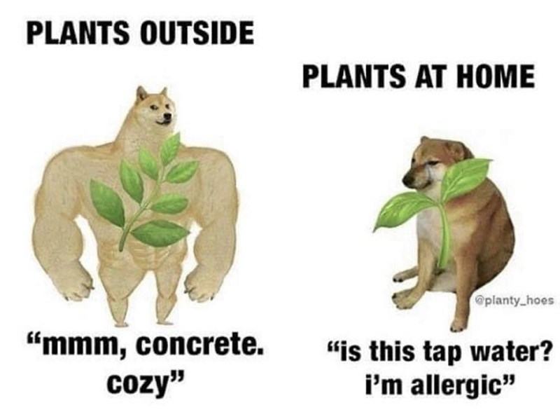 Obrázek plantz