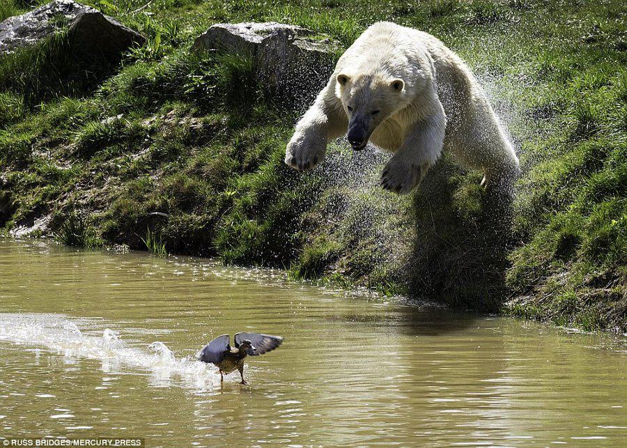 Obrázek polar bear tried to catch a duck 