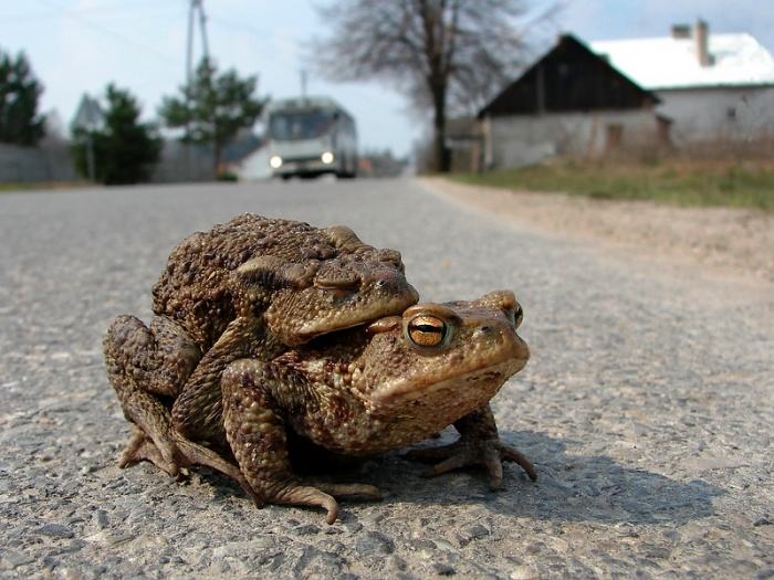 Obrázek polez stara jede bus