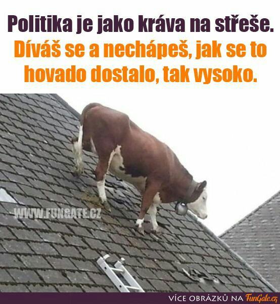 Obrázek politika jako krava