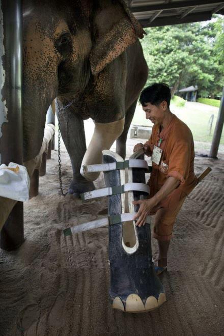 Obrázek proteza pro slona