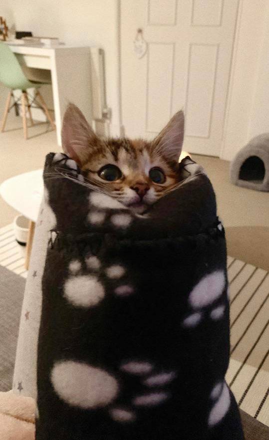 Obrázek purrito