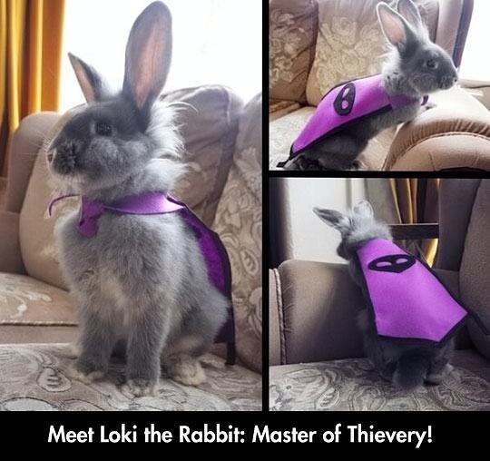 Obrázek rabbbit 