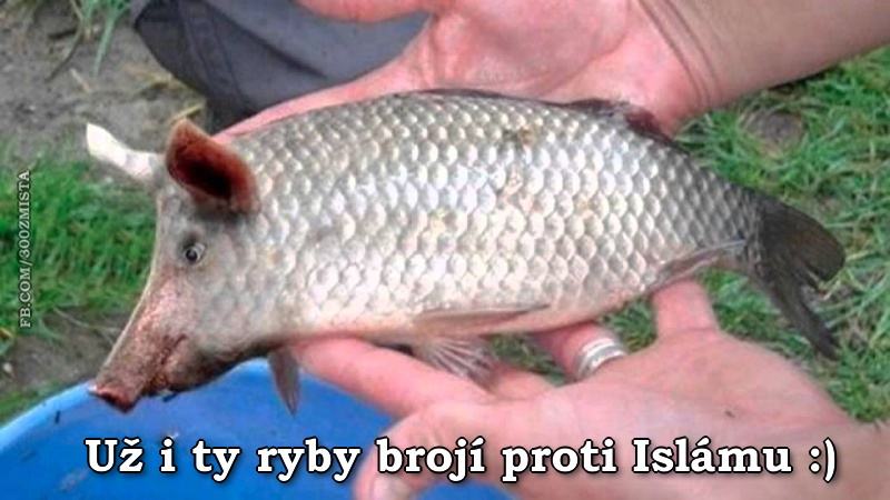 Obrázek rybyprotiislamu