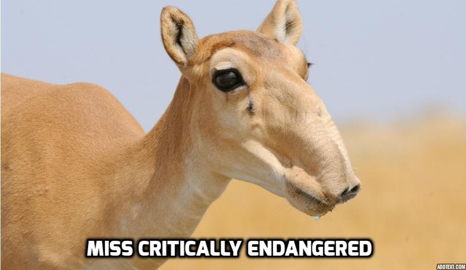 Obrázek saiga but still better nose than