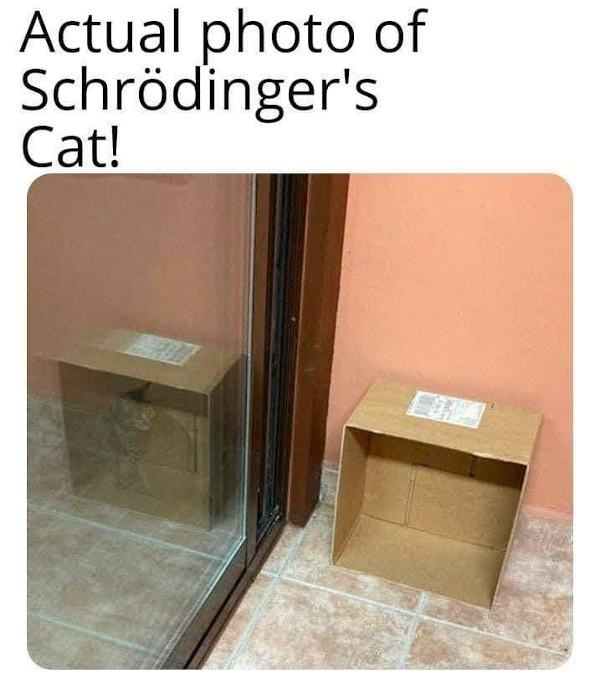 Obrázek schrodingers cat photo