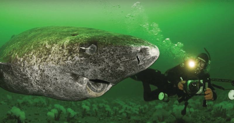 Obrázek scientists-discover-512-year-old-shark-oldest-living-vertebrate-planet-3