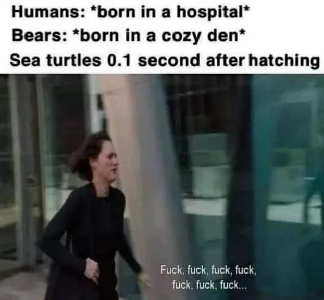 Obrázek sea turtles goes fuuuu