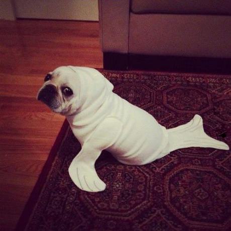 Obrázek seal pug cosplay