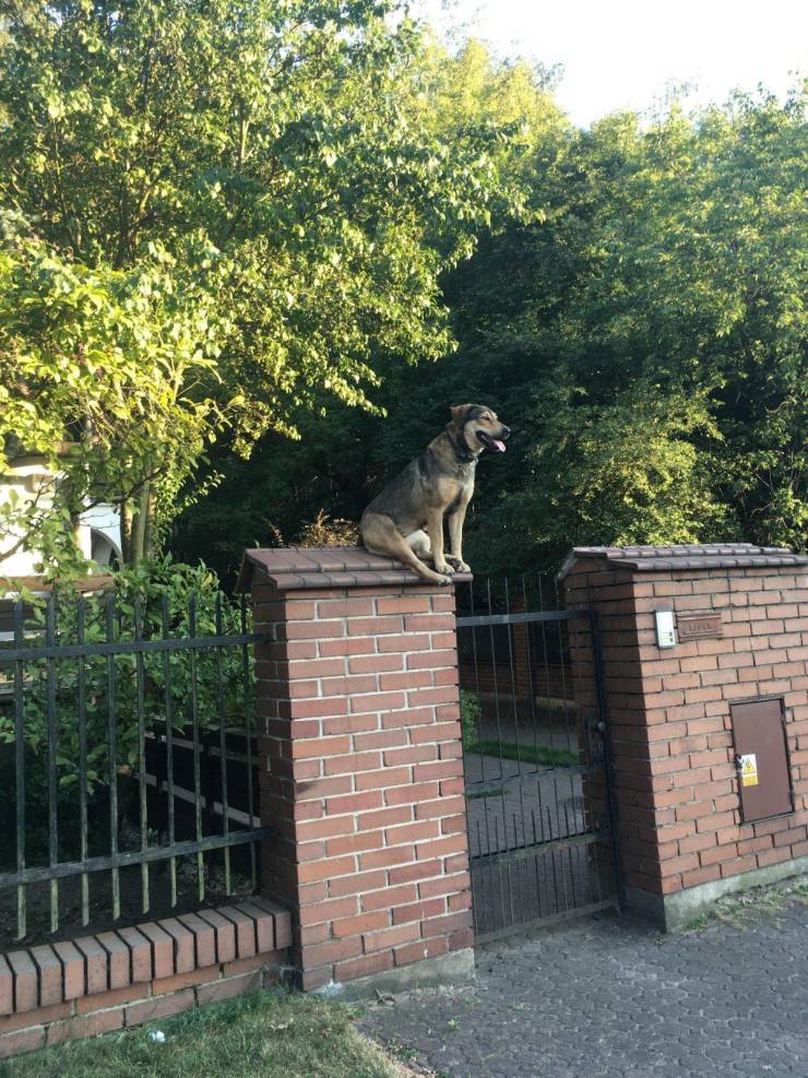 Obrázek security dog watching