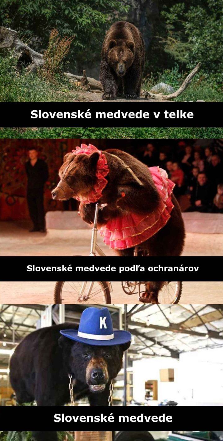 Obrázek slovenske medvede