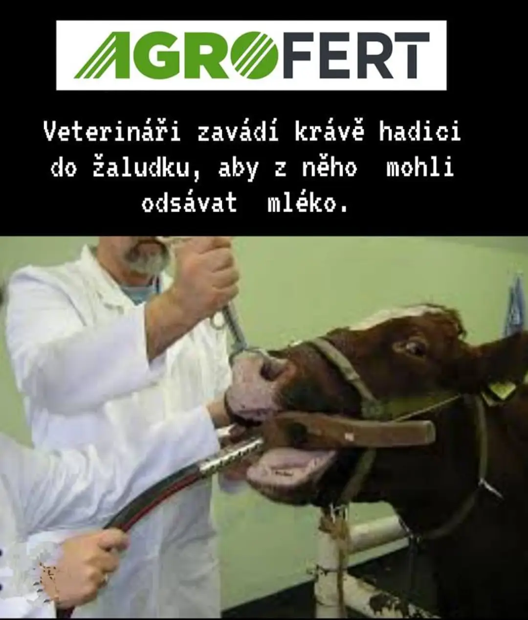 Obrázek slunce seno agrofert