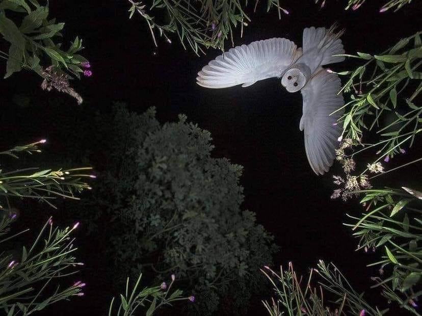 Obrázek sova by Roy Rimmer