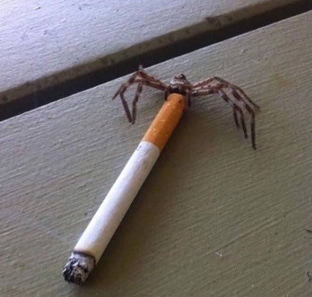 Obrázek spider-smoking