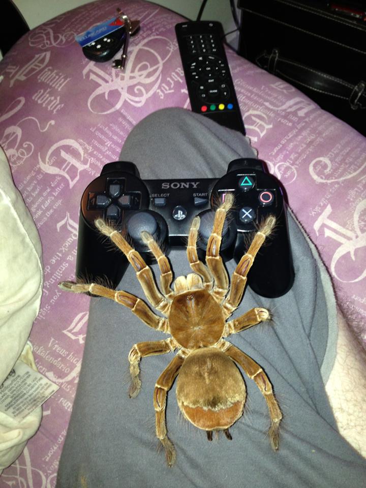 Obrázek spiders can play cod too