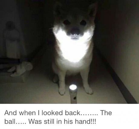 Obrázek spooky tale doge