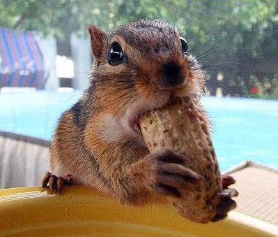 Obrázek squirrel-eating-a-nut-2