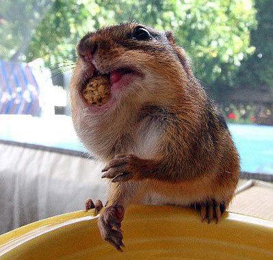 Obrázek squirrel-eating-a-nut-4
