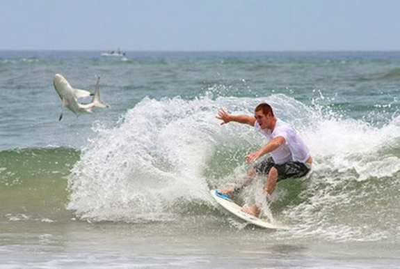 Obrázek surfig with shark
