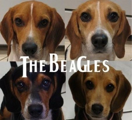Obrázek the beagles