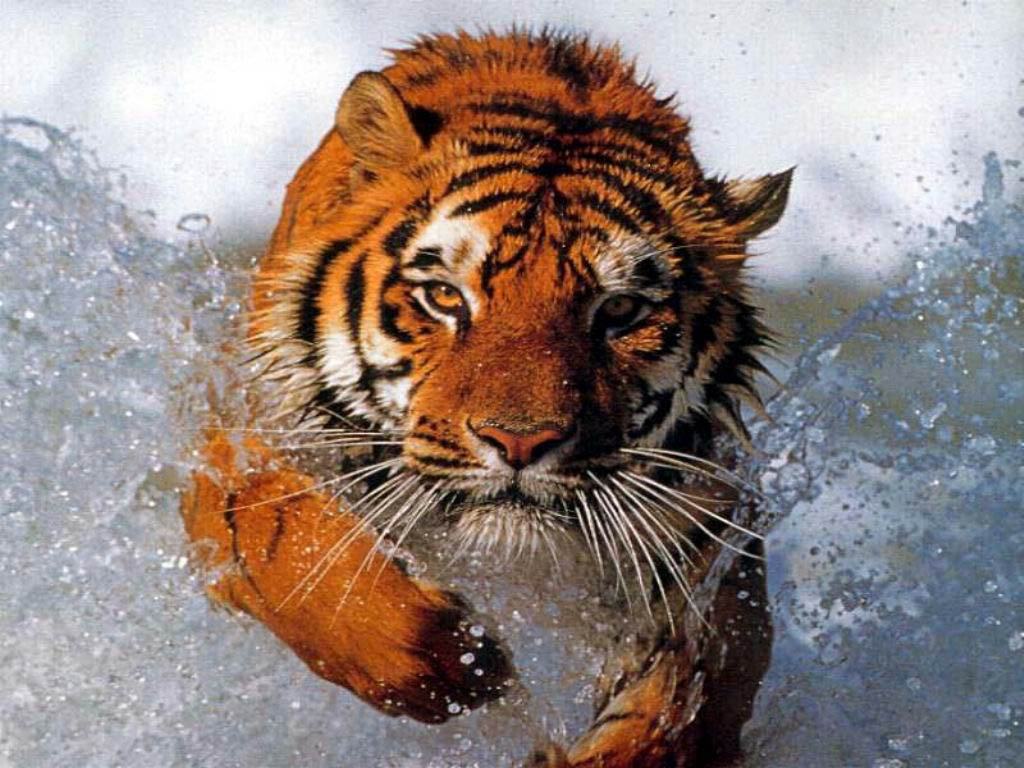 Obrázek tiger 3