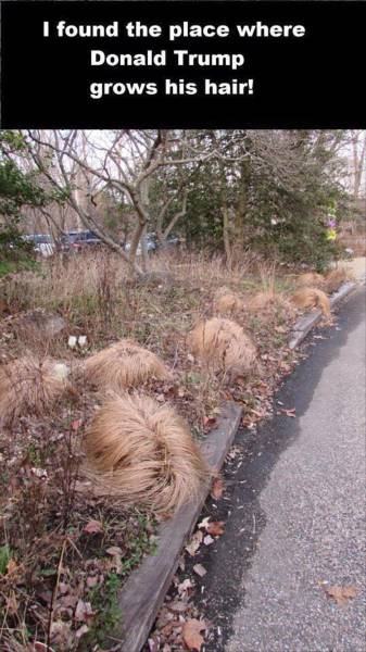 Obrázek trump hair