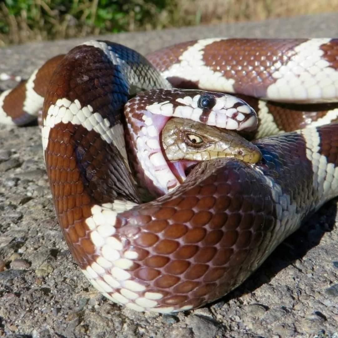 Obrázek uroboros nebo co