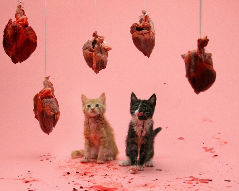 Obrázek valentine cats