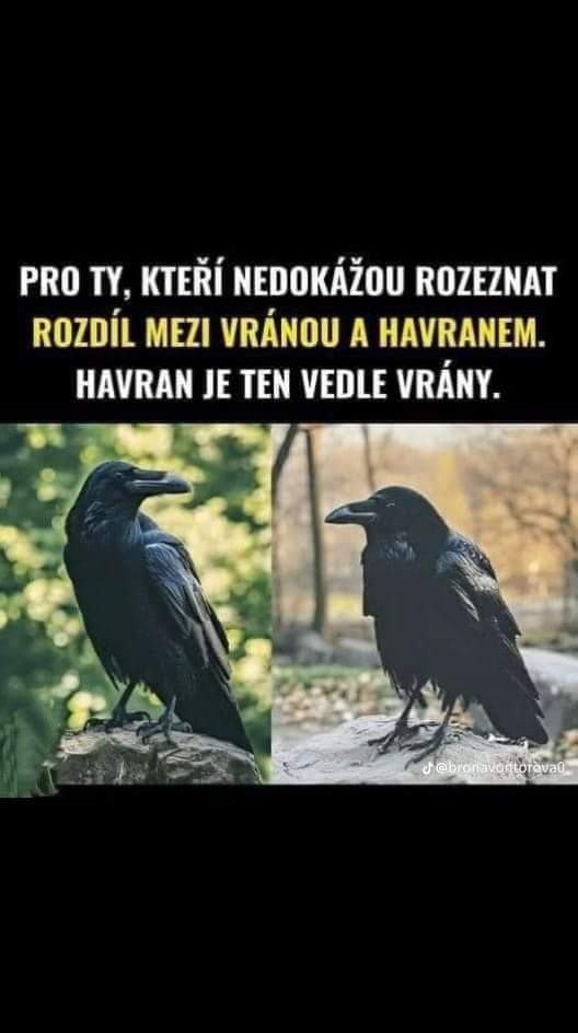 Obrázek vrana ku vrane