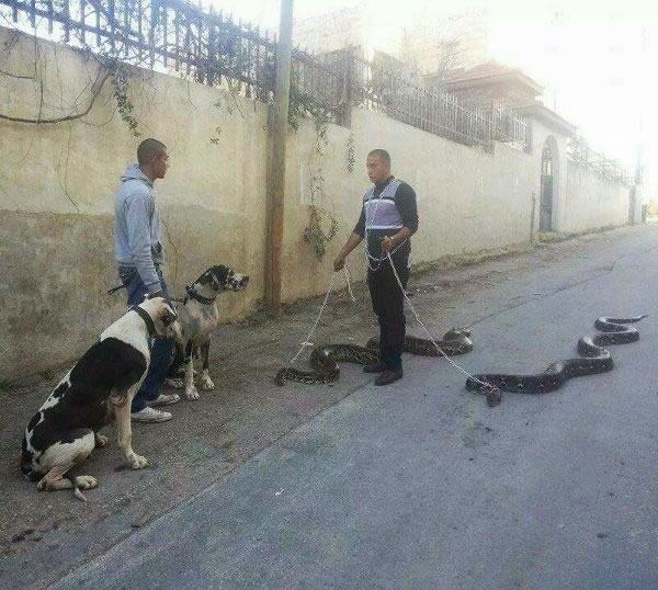 Obrázek walking snakes