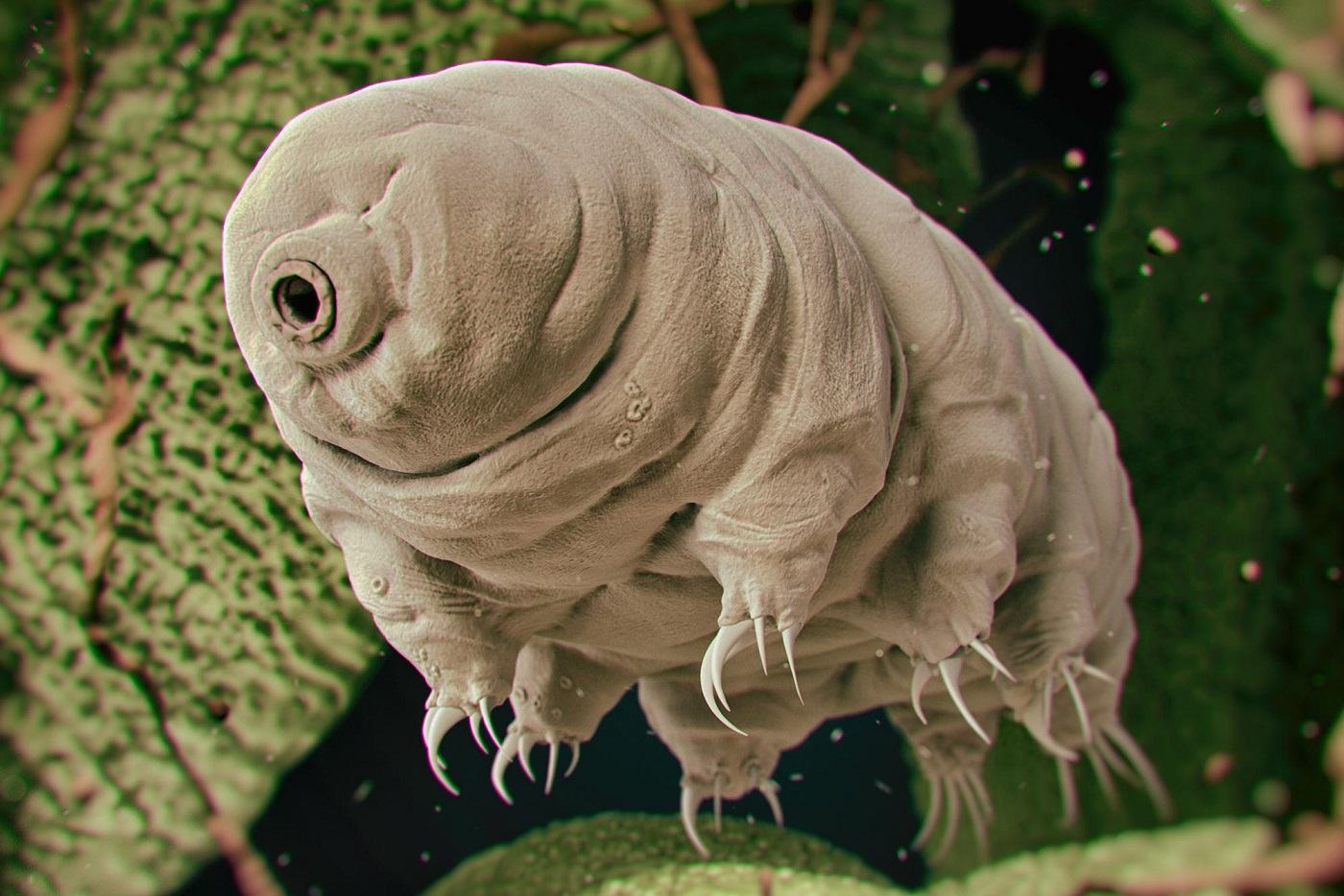 Obrázek water bear