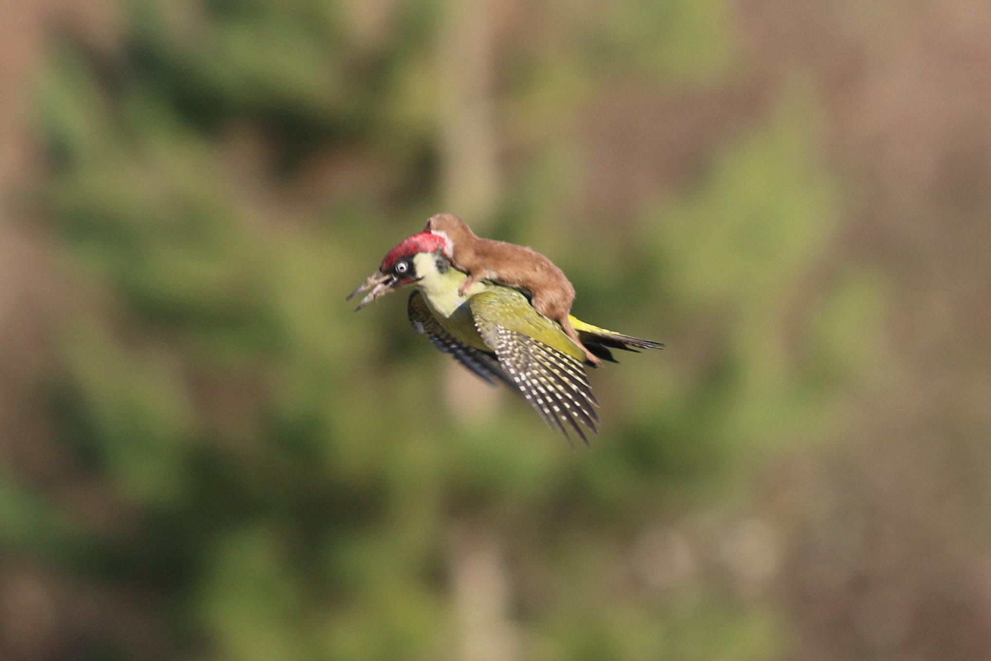 Obrázek weasel woodpecker