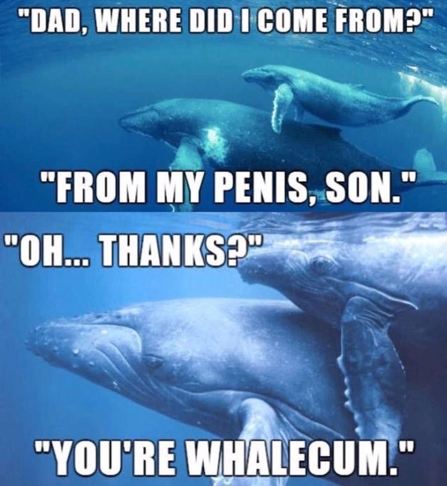 Obrázek whalecum