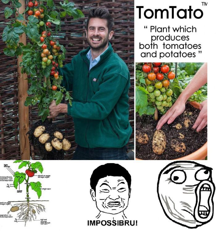 Obrázek would plant those tomtatos