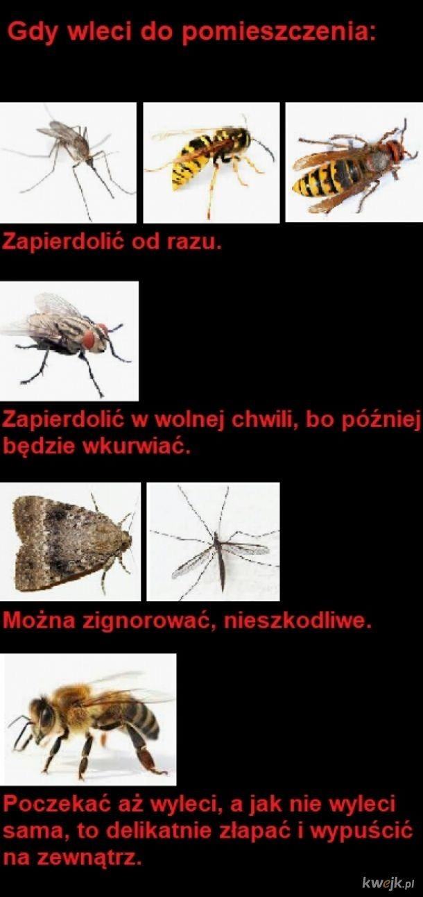 Obrázek zapierdolic