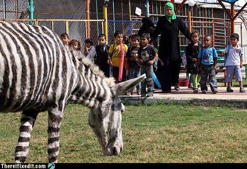 Obrázek zebra bola prilis draha