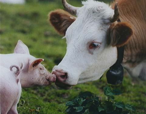 pig_vs_cow.jpg pig_vs_cow.jpg