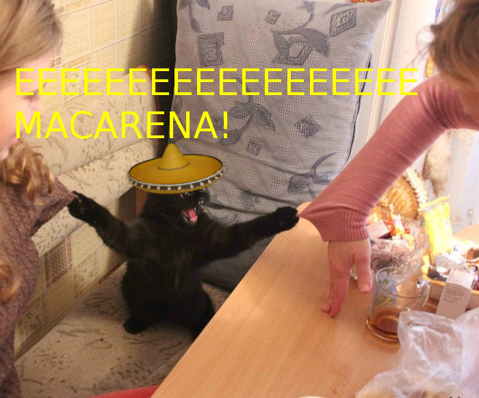 macarena_cat.jpg