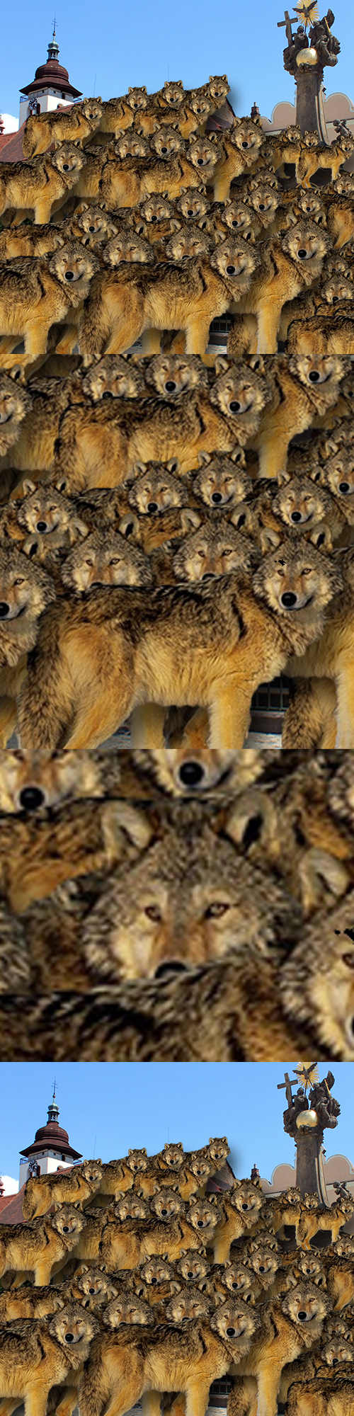 tensowolves.jpg