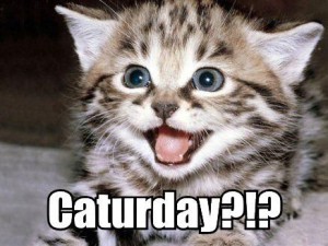 caturday_36-300x225.jpg