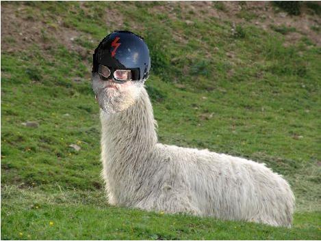 lama.JPG