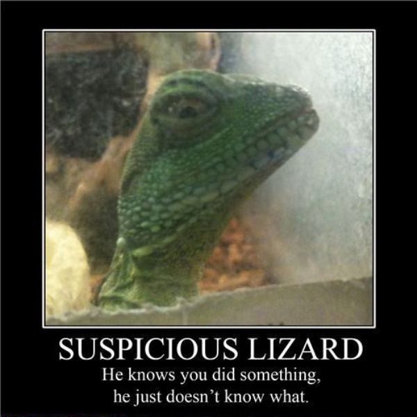 Demotivational-pictures-suspicious_Lizard.jpg