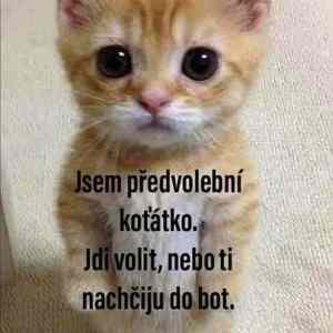 bacha na kotatko