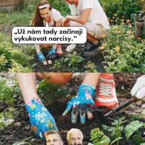 kvetou narcisy