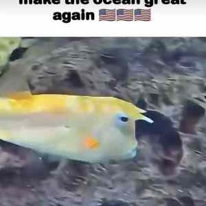 make ocean great
