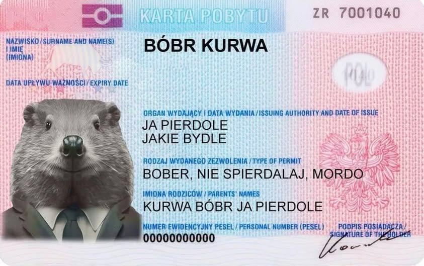 Obrázek Bober license