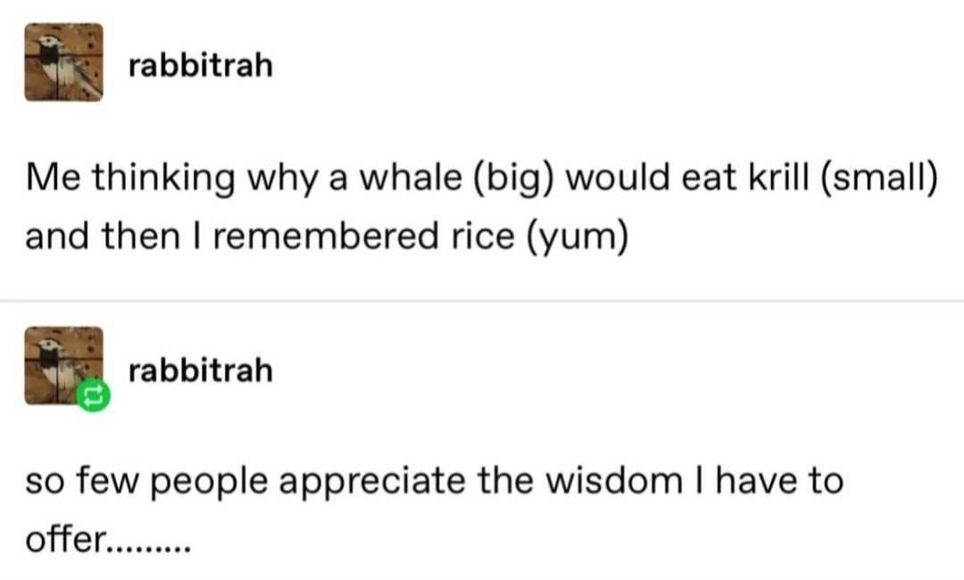 Obrázek Whale wisdom