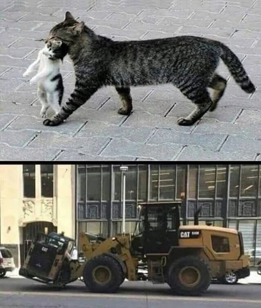 Obrázek cats will be cats