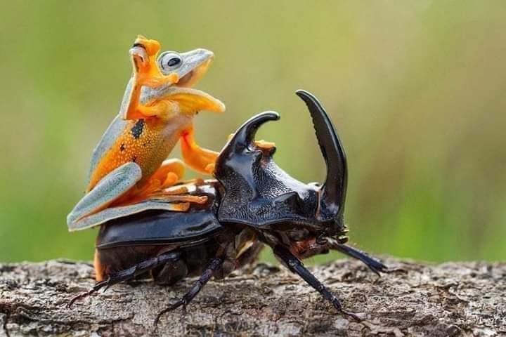 Obrázek frog riding a beetle