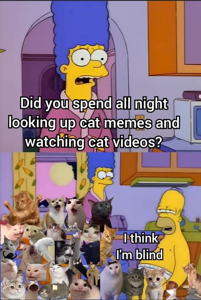 Obrázek homer cat vids